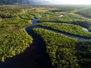 The Allure of Manaus: Gateway to the Amazon